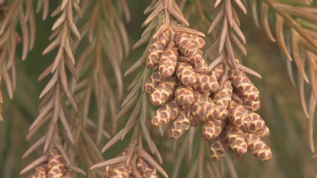 医師に“花粉症と風邪の見分け方”を聞いた 「目の症状が出れば間違いなく花粉症」まだまだ続くスギ花粉　ことしは飛散のピークが長い？|TBS NEWS DIG