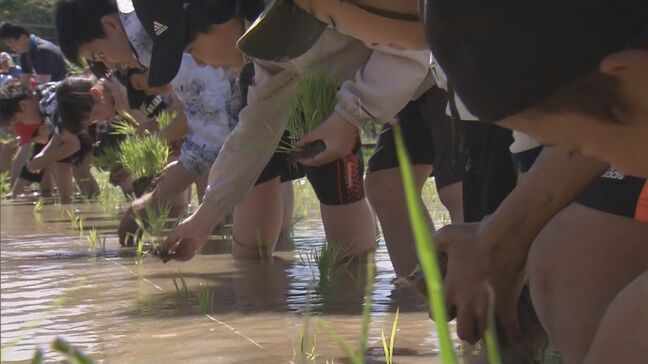 小学生が田植え体験 農家の指導でもち米を植える 20年以上前から続く“食育”授業 ｢慣れてきて楽しい｣ 三重・鳥羽市|TBS NEWS DIG
