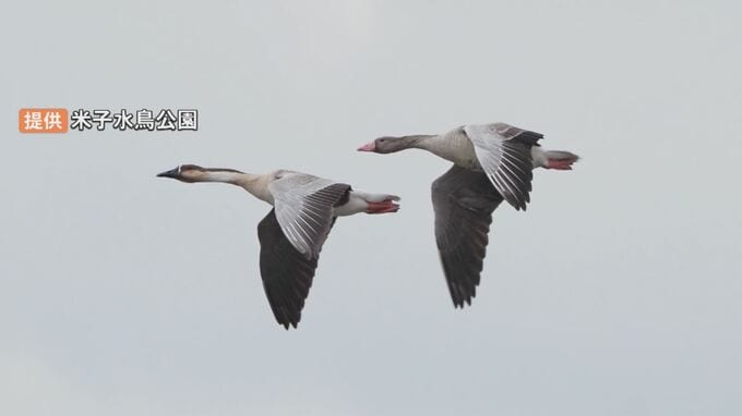 群れからはぐれたもの同士？　珍鳥コンビが飛来　|　BSSニュース | BSS山陰放送