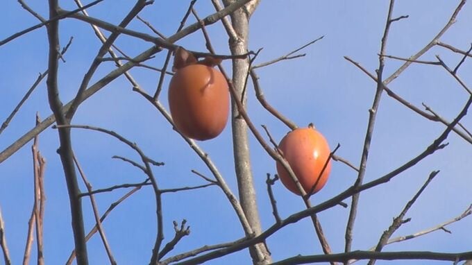 「やや小さい子グマかな…」　柿の木の枝は折られ、幹に無数の爪痕…放置果樹に注意|TBS NEWS DIG