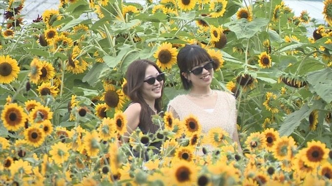 「ちょっとでも外へ出ると汗が噴き出る」厳しい残暑　甲府は3日連続で猛暑日　27日からは蒸し暑い日が続く見込み　山梨　|　山梨のニュース | ＵＴＹテレビ山梨