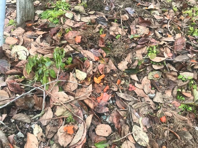 クマに柿の実が食い荒らされ...南陽市職員がクマに襲われた場所の近くでクマの痕跡　クマのものと見られるフンも（山形・南陽市）　|　山形のニュース│TUYテレビユー山形