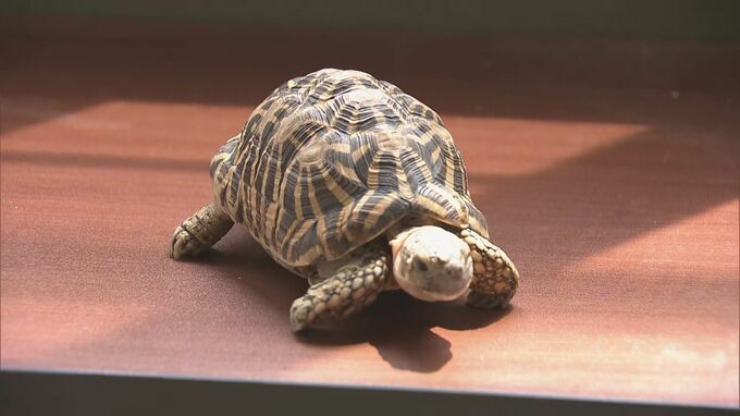 ワシントン条約で保護されている｢インドホシガメ｣? 住宅の駐車場で… 体長約20センチ 譲渡や販売には登録や許可が必要 持ち主の手がかりなし 岐阜･垂井町|TBS NEWS DIG