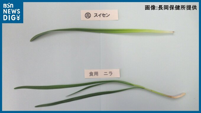 スイセンを“炒め物”にして吐き気や嘔吐 誤食で家族2人が食中毒　新潟県長岡市　|　新潟のニュース・天気｜BSN NEWS｜BSN新潟放送