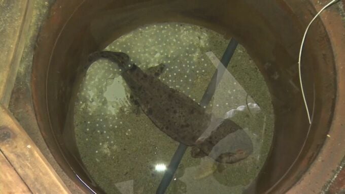 特別天然記念物「オオサンショウウオ」を保護・飼育する島根県の瑞穂ハンザケ自然館　施設で生まれ育った12歳の個体同士で初めて産卵　施設での産卵は6年ぶり|TBS NEWS DIG