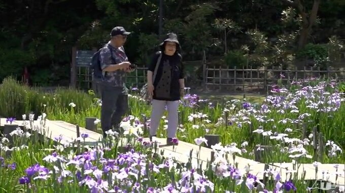 藤田記念庭園のハナショウブが見頃　|　青森のニュース│ATV NEWS│青森テレビ