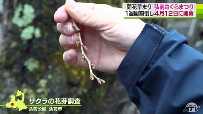 サクラの名所『弘前公園』の「弘前さくらまつり」　開幕日が『1週間前倒し』の4月12日に決定！　開花は4月14日と予想　|　青森のニュース│ATV NEWS│青森テレビ