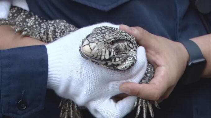 【速報】日光浴中に脱走のトカゲを発見・無事捕獲　飼い主は涙ながらに「迷惑かけ申し訳ないが安心した」「いつも通りの『おせろ』だった」「ありがとうございます」|TBS NEWS DIG
