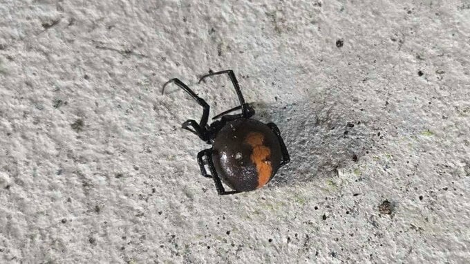 北陸道ＳＡで有毒の「セアカゴケグモ」8月と同一場所で発見　石川・加賀市|TBS NEWS DIG