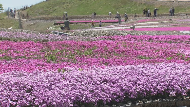 青空とピンクが映える…｣ 茶臼山高原の｢芝桜まつり｣ 約40万株が見頃に 6