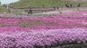 ｢青空とピンクが映える…｣ 茶臼山高原の｢芝桜まつり｣ 約40万株が見頃に 6月7日まで開催 5月の週末にはライトアップも 愛知･豊根村　|　名古屋・愛知・岐阜・三重のニュース【CBC news】 | CBC web
