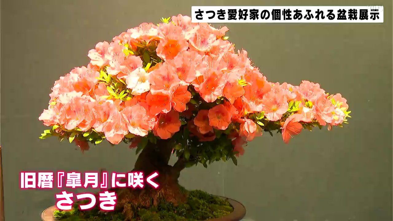 愛好家が丹精込めて育てた盆栽を展示 高知市でさつきまつり