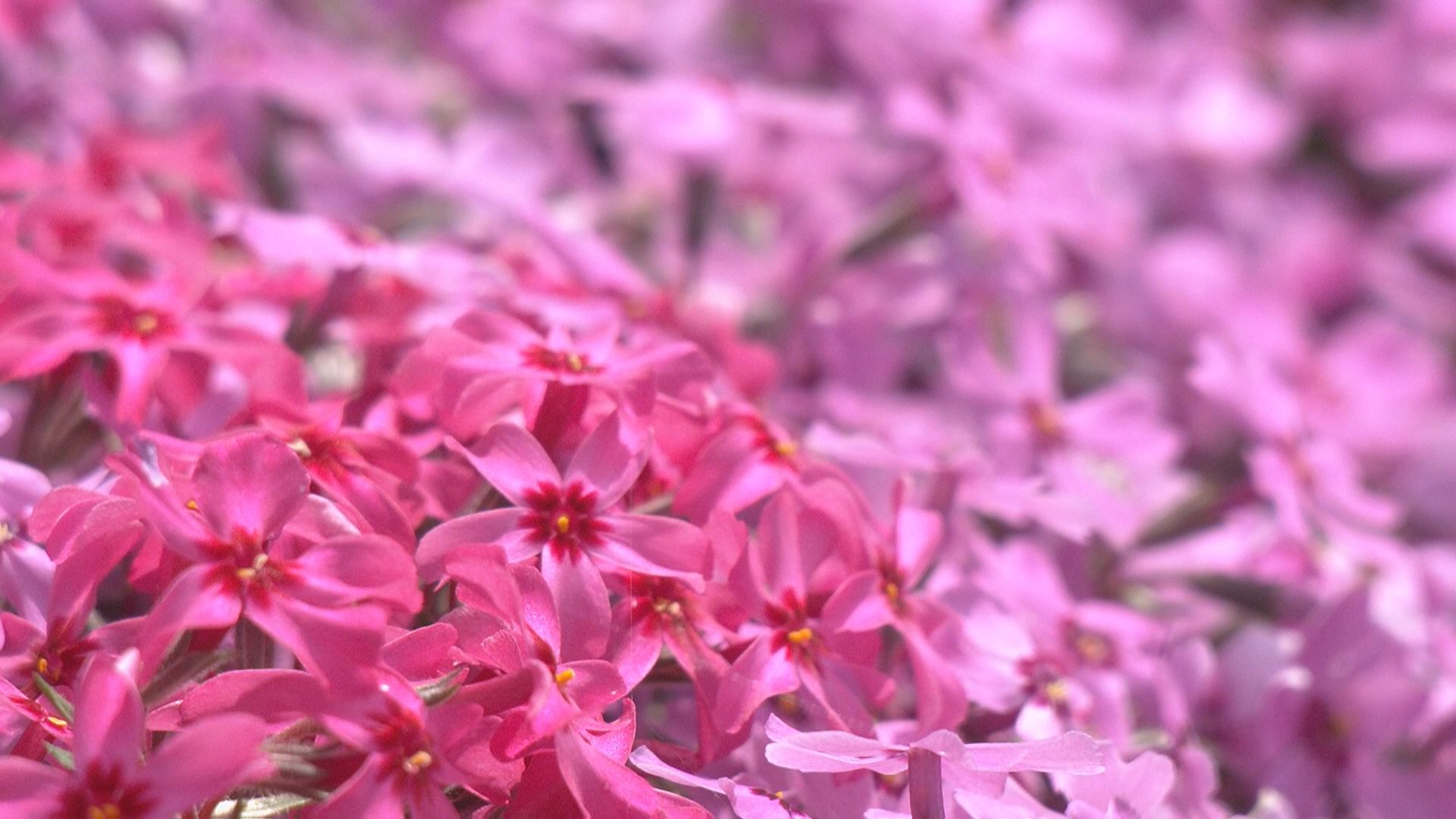 一面を彩るピンクや紫のじゅうたん 岐阜・郡上市で「國田家の芝桜」が