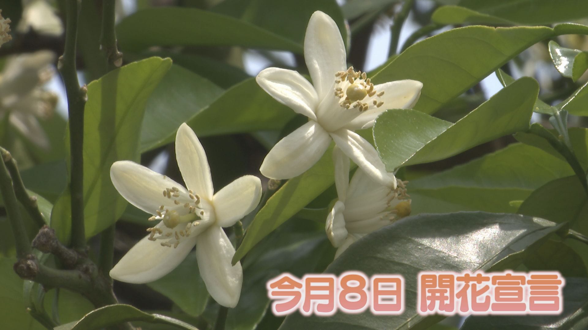 夏みかん”開花宣言「この香り好きやわ。甘酸っぱ～い」町が香りに包ま