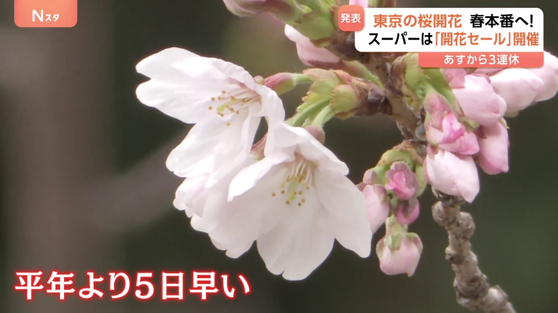 61輪確認」 ついに東京の桜が開花 埼玉のスーパーでは“開花セール”を