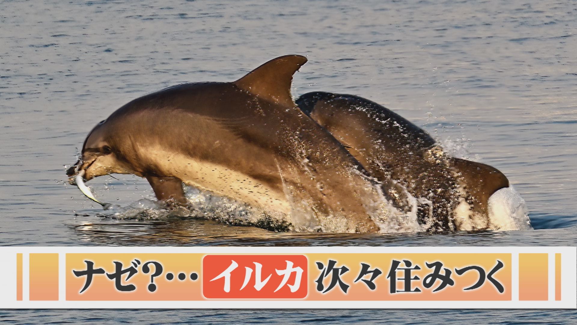 定住しないはずが…「イルカ」2頭、港に住みつく さらに1頭仲間入りか