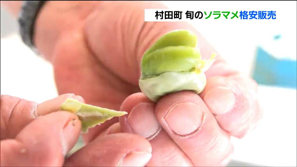 道の駅で旬のソラマメ“詰め放題500円”が人気「ドレミファそらまめ祭り