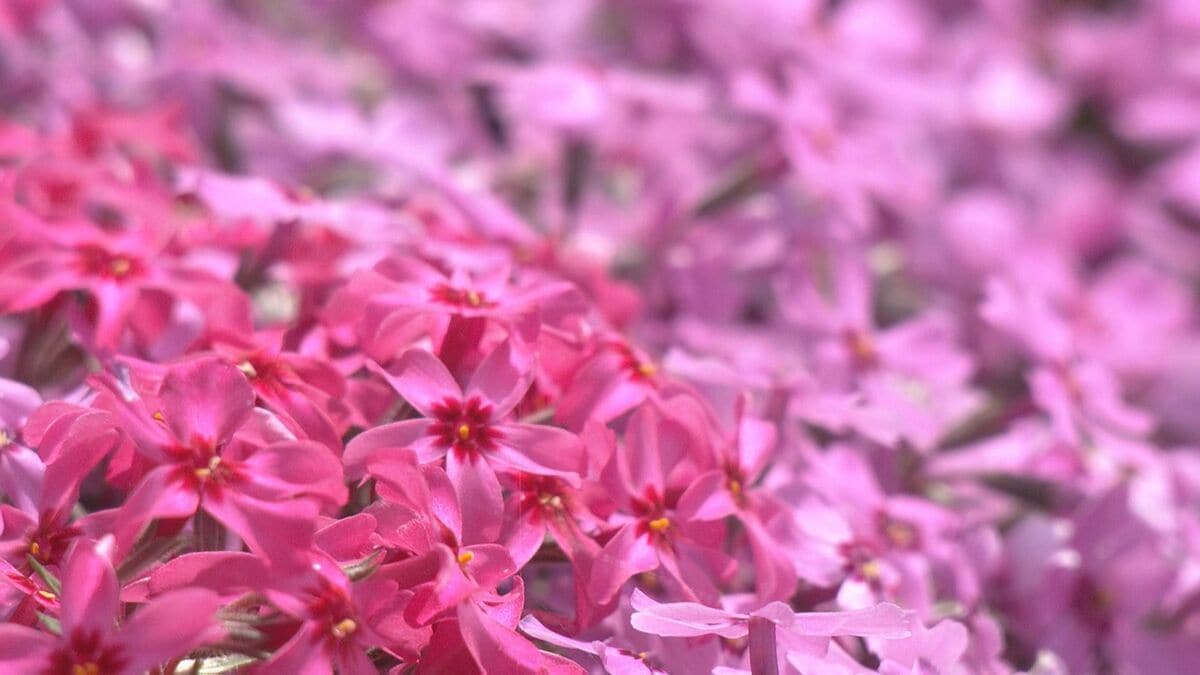 一面を彩るピンクや紫のじゅうたん 岐阜・郡上市で「國田家の芝桜」が