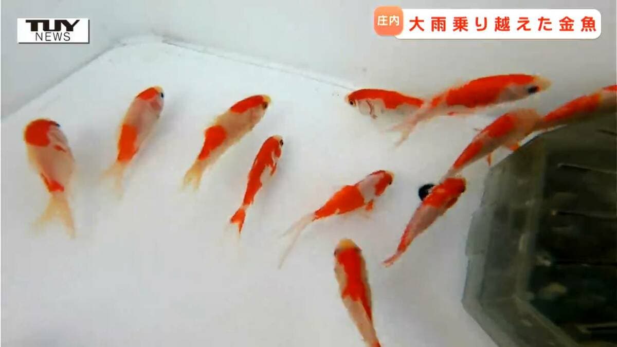 今年は”奇跡の金魚”「しょうない金魚まつり」はじまる（山形・庄内町