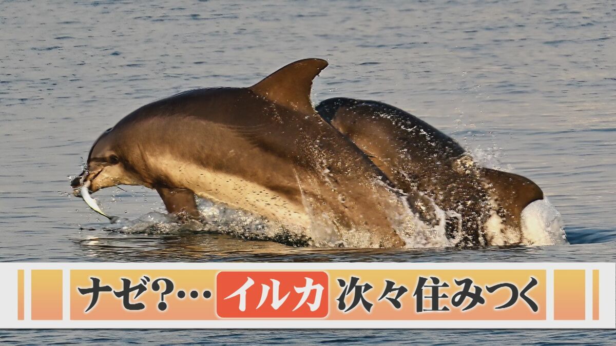 定住しないはずが…「イルカ」2頭、港に住みつく さらに1頭仲間入りか