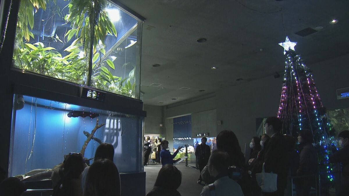 水族館ならではのクリスマス LED電飾が“デンキウナギの放電”に連動した“ビリビリツリー”が3年ぶりに登場…三重・鳥羽水族館