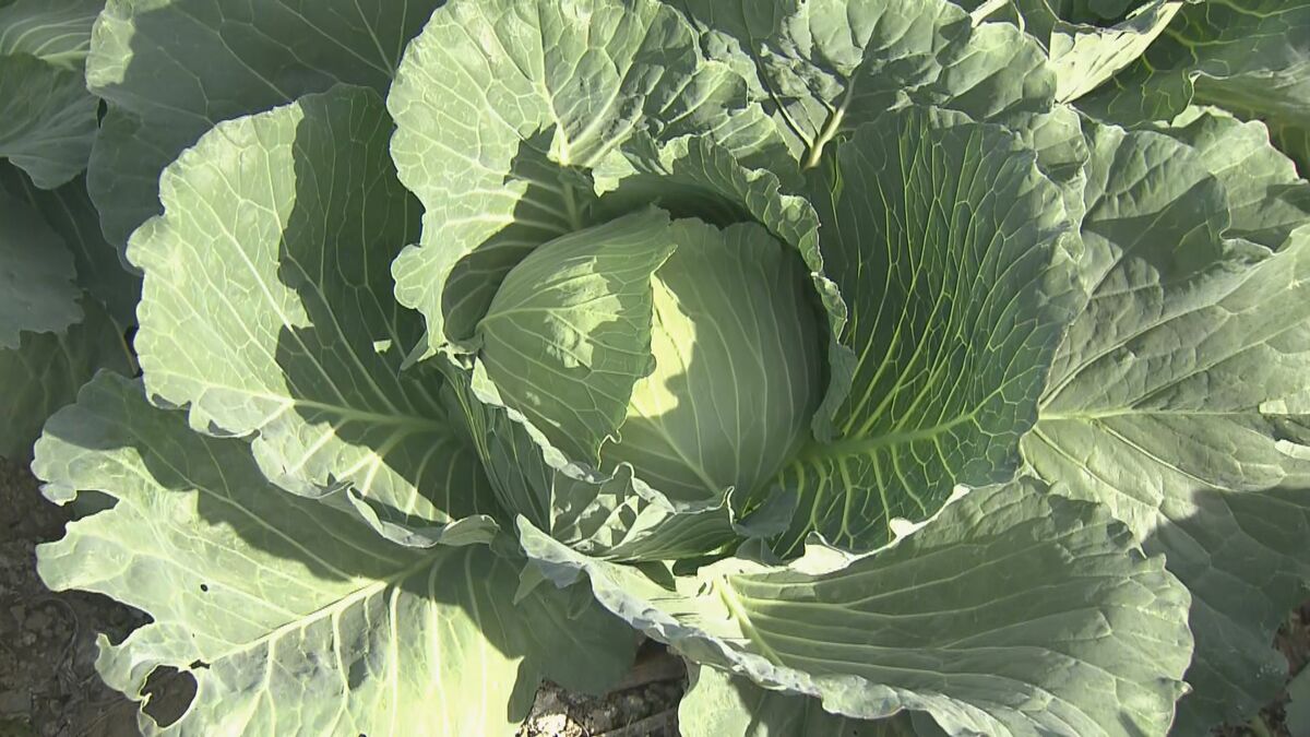一時は1玉500円超えの“高級野菜”だったキャベツ… 冬キャベツの全国一の産地ではことし豊作 ｢原価割れが心配なくらい値段が下がりそう｣  愛知･田原市