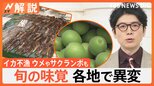 スルメイカが…サクランボも…旬の味覚が続々ピンチ 各地で異変、カメムシ大量発生のおそれ【Nスタ解説】|TBS NEWS DIG