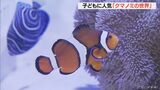子どもたちに人気の魚「クマノミの世界」展 6種類70匹集め生態紹介 愛知・碧南市の水族館 | 名古屋・愛知・岐阜・三重のニュース【CBC news】 | CBC web