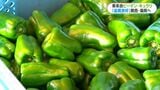 わさび漬け、こんぶ和えオススメ かごしまブランド 東串良のピーマン・キュウリ 初荷出荷式|TBS NEWS DIG