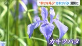 眼前に広がる満開のカキツバタ「幸せを呼ぶ“時間の止まった空間”を味わって」地元有志が守る紫色のじゅうたん 新潟県長岡市|TBS NEWS DIG