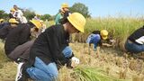 小学生が稲刈り!SDGsの“持続可能な農業”を学ぶ 5年生が収穫した「山田錦」は“日本酒”に 愛知・西尾市|TBS NEWS DIG