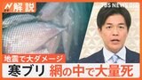 ブリやノドグロ、ホタルイカにも被害…能登半島地震で漁業に打撃「定置網の中で大量のブリがぎゅうぎゅう詰めに…」【Nスタ解説】|TBS NEWS DIG