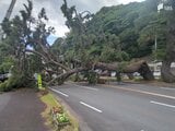 【速報】国道135号で松の木が倒れて道を塞ぐ=静岡・熱海市|TBS NEWS DIG