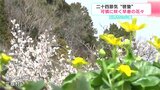 牧野富太郎博士が愛した花、バイカオウレンも 二十四節気“啓蟄” 可憐に咲く早春の花々【高知】 | 高知のニュース・天気|KUTV NEWS | KUTVテレビ高知
