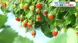 暖房費だけで月50万円…いちご農園を襲う物価高騰の波　「笑顔で楽しんでほしい」値上げ幅は最小限に|TBS NEWS DIG