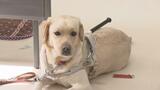 盲導犬を見かけたら…すぐできるお手伝いは『温かく見守る』触ったり食べ物をあげたりはNG 困っている様子だったら? | 福島のニュース│TUF