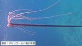 「船の上を走り回るほどびっくりしました」生きたリュウグウノツカイの幼魚をマリンワールドの職員が発見 | 福岡のニュース|RKB NEWS|RKB毎日放送