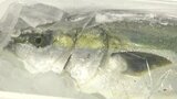 牛肉や養殖ブリ…農林水産物の輸出額が48億円超える 7年連続で過去最高を更新 大分 | 大分のニュース|OBS NEWS|大分放送