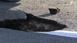 「遠くのことと思っていたが…」静岡県富士宮市でも道路陥没 現場付近通行止め 県が原因調査　|　静岡のニュース | SBSNEWS | 静岡放送