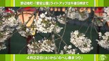 【中継】青森県野辺地町・愛宕公園の満開の桜 23日には恒例のこいのぼりの飾りつけも… | 青森のニュース│ATV NEWS│青森テレビ