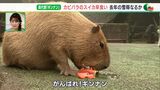 “スイカ早食い競争”に挑んだのは…カピバラ 5動物園の代表がタイム競う 7月27日は「すいかの日」=静岡・伊豆シャボテン動物公園|TBS NEWS DIG