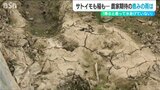 「とにかく水が欲しい…サトイモも稲も育たない」ダムの貯水率0%の街に恵みの雨は降ったのか…新潟・五泉市|TBS NEWS DIG