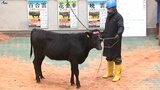 子牛の競りでにぎわう 中央家畜市場で「初市式」 飼料高騰など生産者の苦境は続く 岩手・雫石町|TBS NEWS DIG