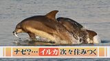 定住しないはずが…「イルカ」2頭、港に住みつく　さらに1頭仲間入りか　|　BSSニュース | BSS山陰放送