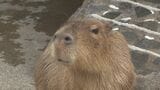 「スイカ食べるんだ…」夏のカピバラ対決!“できれば負けたくない戦い” スイカ早食い全国対決|TBS NEWS DIG