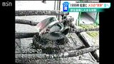 「野生復帰に大きな役割」トキの洋洋(ヤンヤン)が死ぬ 雷に驚いてけがしたか|TBS NEWS DIG