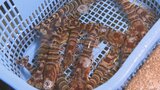 「姫島車えび」独自施設の稼働で生産拡大 人口1700人の村を支える養殖業が急成長 大分 | 大分のニュース|OBS NEWS|大分放送
