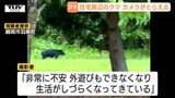 【現場動画】各地で撮られたクマの映像も　連日のように目撃されるクマ　酒田市男性遺体はクマに襲われたものと判明（山形）　|　山形のニュース│TUYテレビユー山形