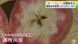 果肉まで「赤~いリンゴ」の収穫始まる 皮から中心に向けて赤く染まった「御所川原」 結実悪く少なめになったというものの「一個一個がいつもより大きい感じ」「だいぶ赤くよいリンゴ」青森県五所川原市|TBS NEWS DIG