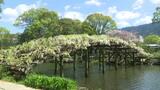 まるで“白い橋” 国の名勝・天赦園のノボリフジが見ごろ アーチ型の藤棚に白い花びらが咲き誇る | 愛媛のニュース - Nスタえひめ|あいテレビは6チャンネル